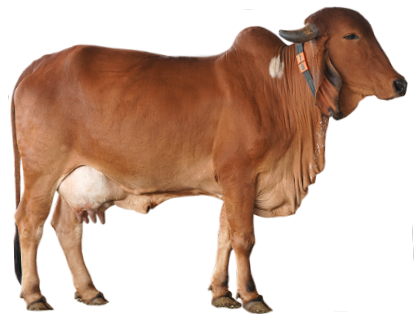 indian cow