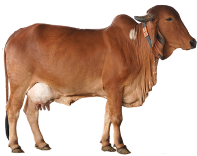 indian cow